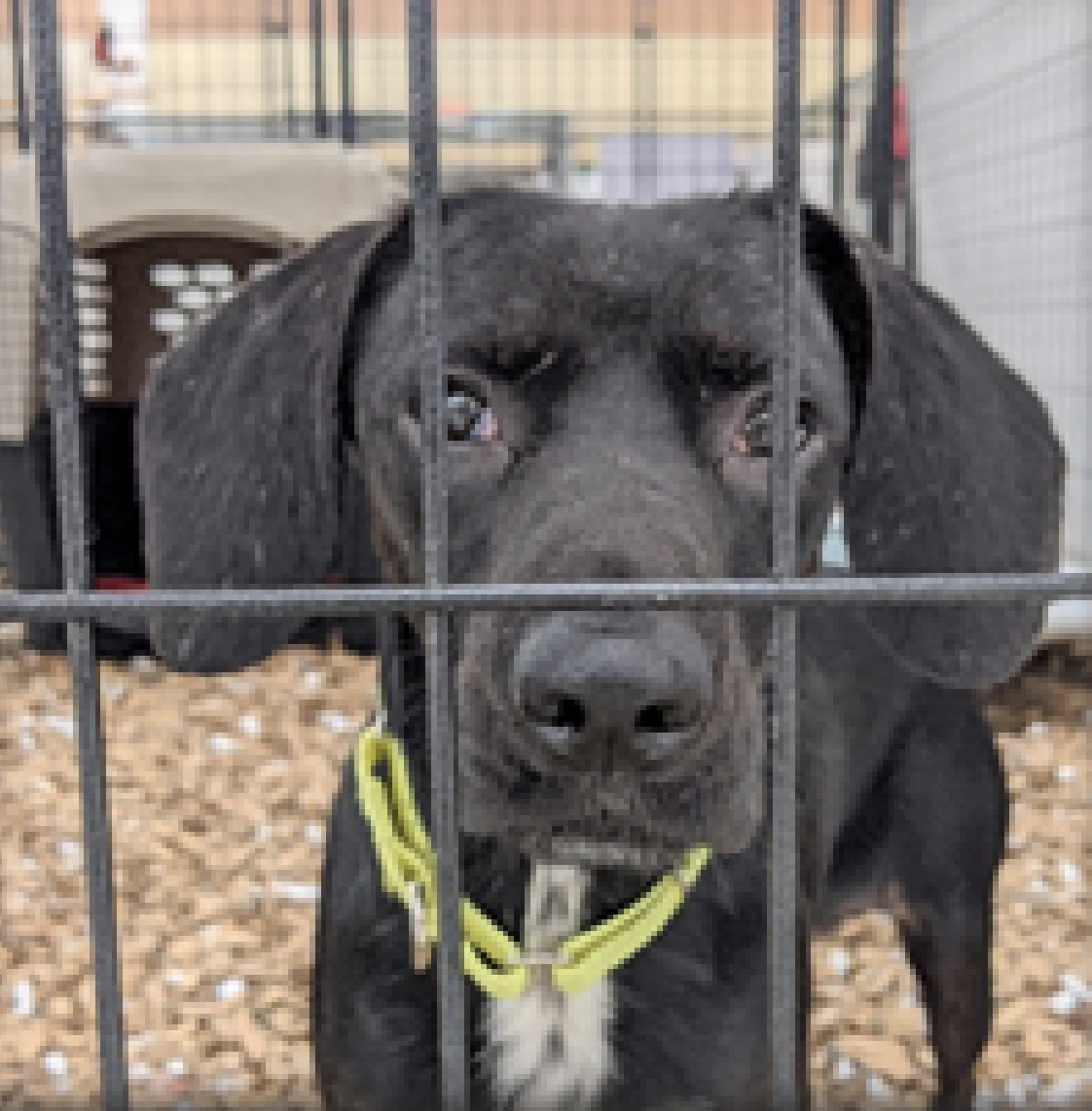 Donate Items : Donate : Animal Shelter of Northeast Nebraska