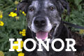 Honor and Memorial Stationary- Honor Dog