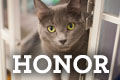 Honor and Memorial Stationary- Honor Cat