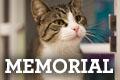 Honor and Memorial Stationary- Memorial Cat
